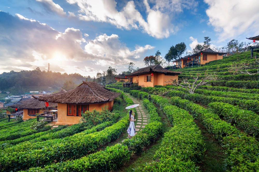Munnar, Kerala